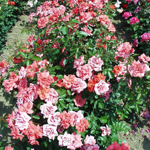 Crvena  - narančasta - floribunda ruže